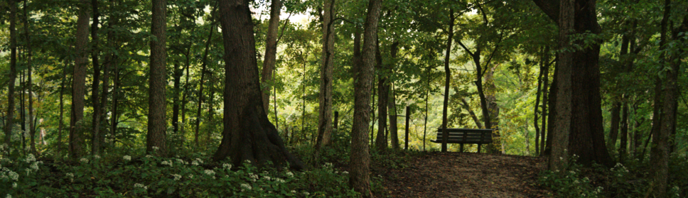 bench in woods